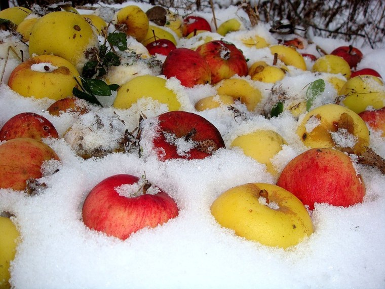 Яблоки на снегу