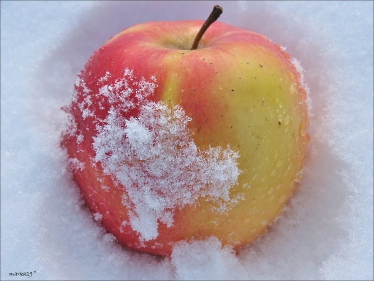 Зимние яблоки в снегу
