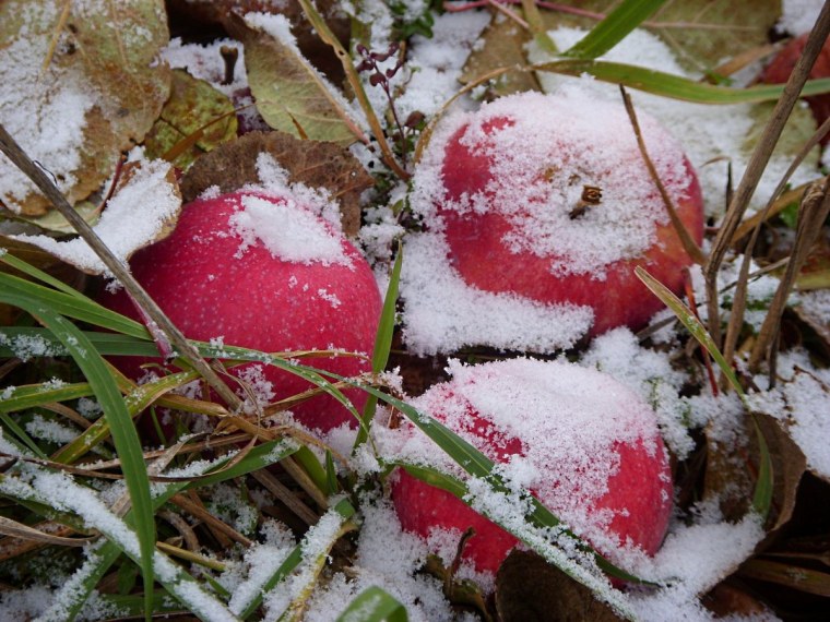 Красные яблоки под снегом