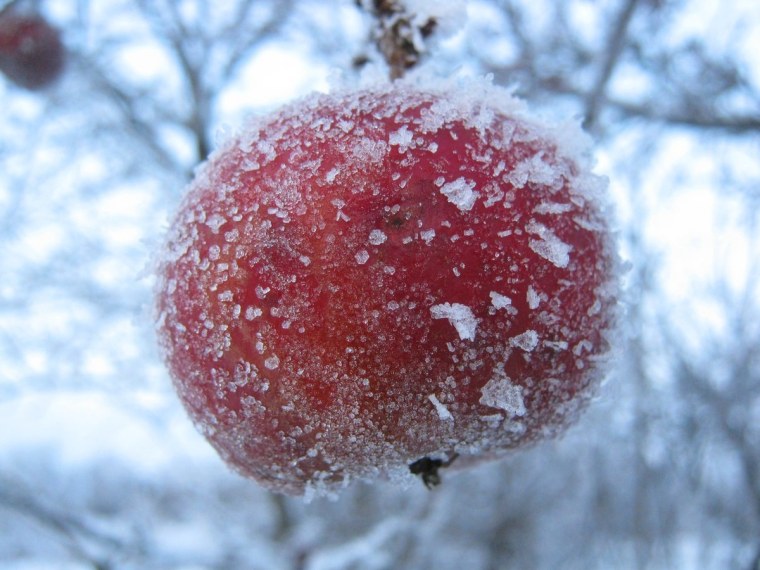Замерзшее яблоко