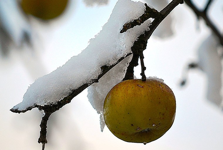 Фруктовые деревья в снегу