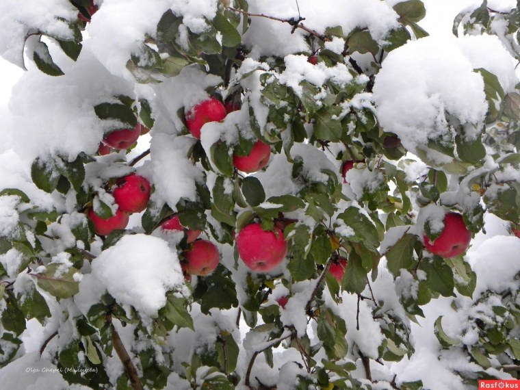 Дичка яблоня зимой