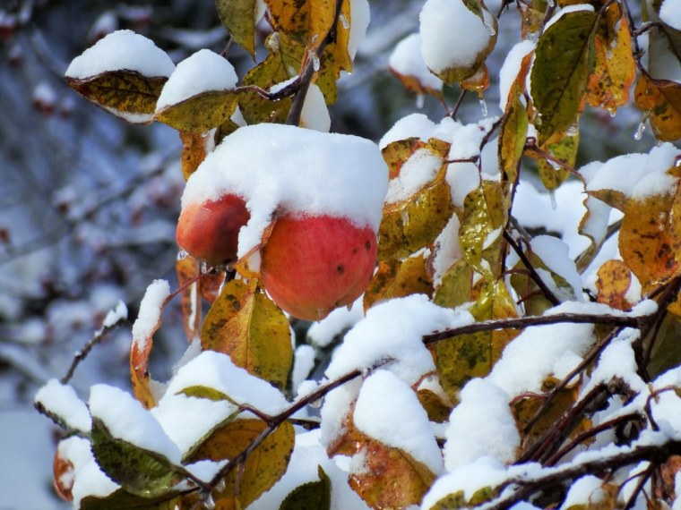 Яблоня под снегом