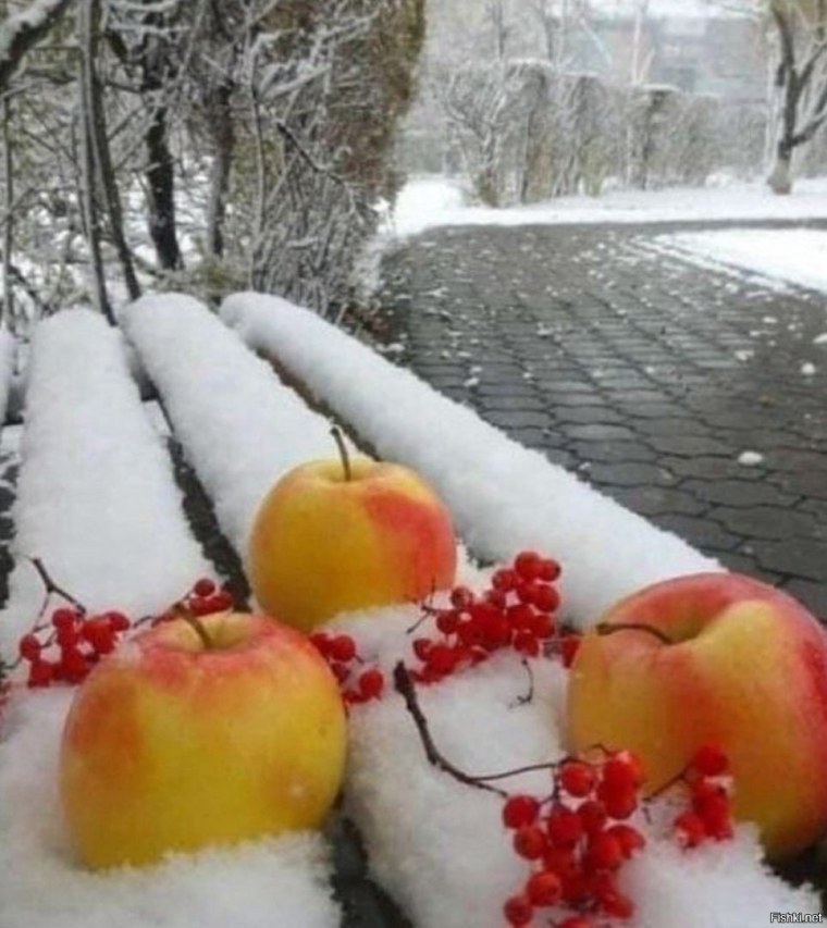 Яблоки на снегу с добрым утром