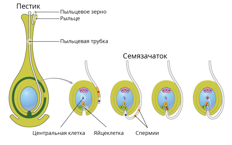 Семязачаток и пыльцевая трубка