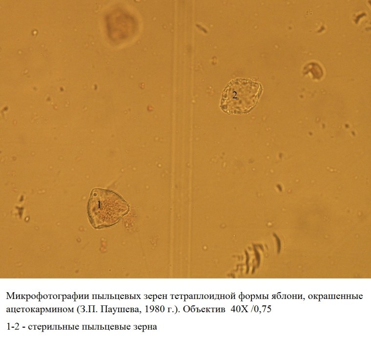 Форма пыльцевых зерен
