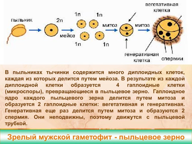 Формирование яйцеклетки у покрытосеменных растений