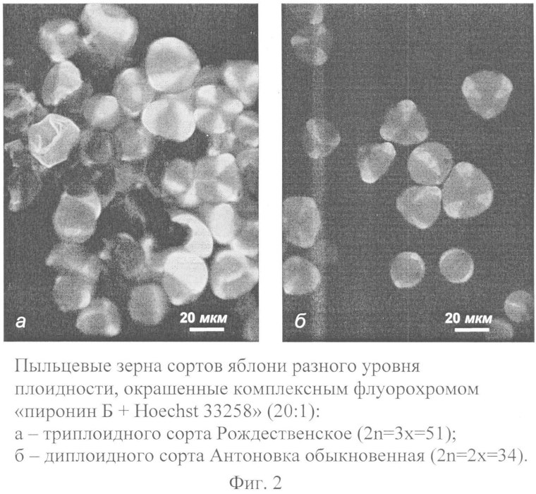 Размер пыльцывых зёрен в микронах