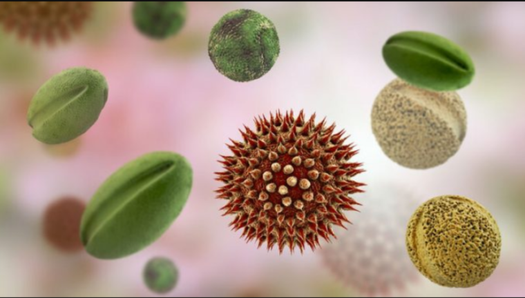 Пыльцевые зерна фото