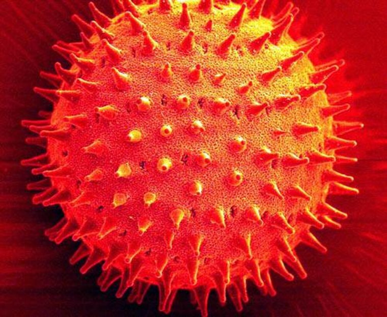 Пыльца растений микроскоп