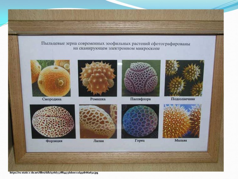Атлас пыльцы растений
