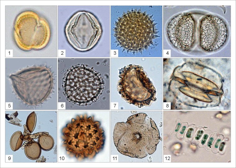 Пыльца микроскопия палинология