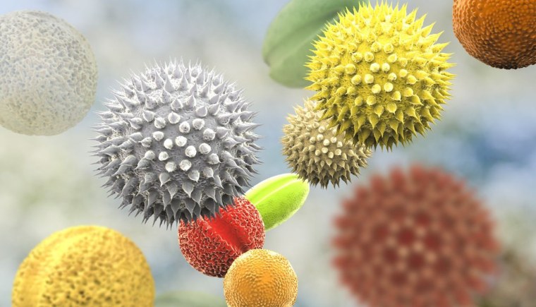 Пыльцевые зерна фото