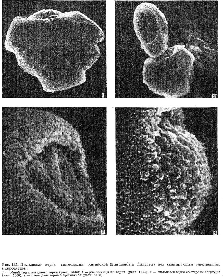 Уродство пыльцевых зерен
