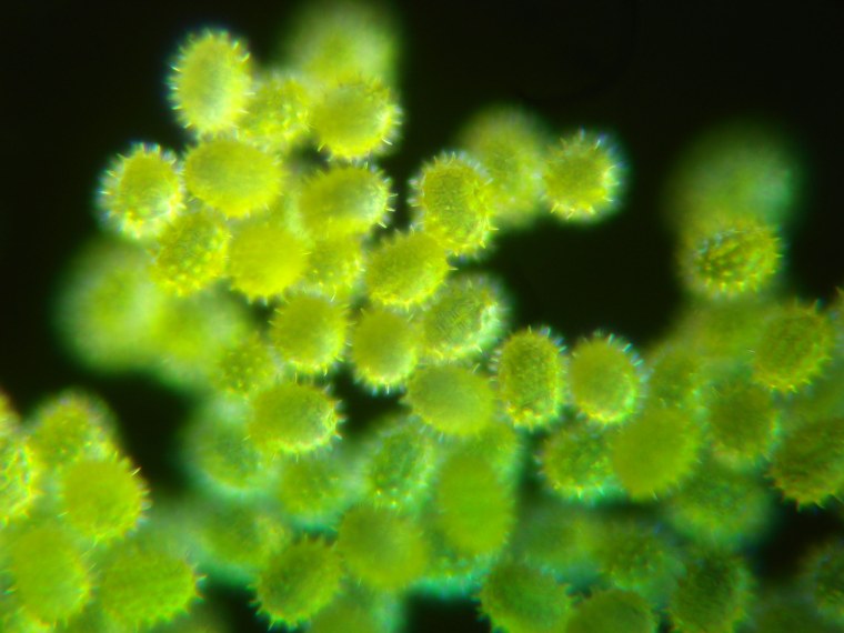 Пыльца акации