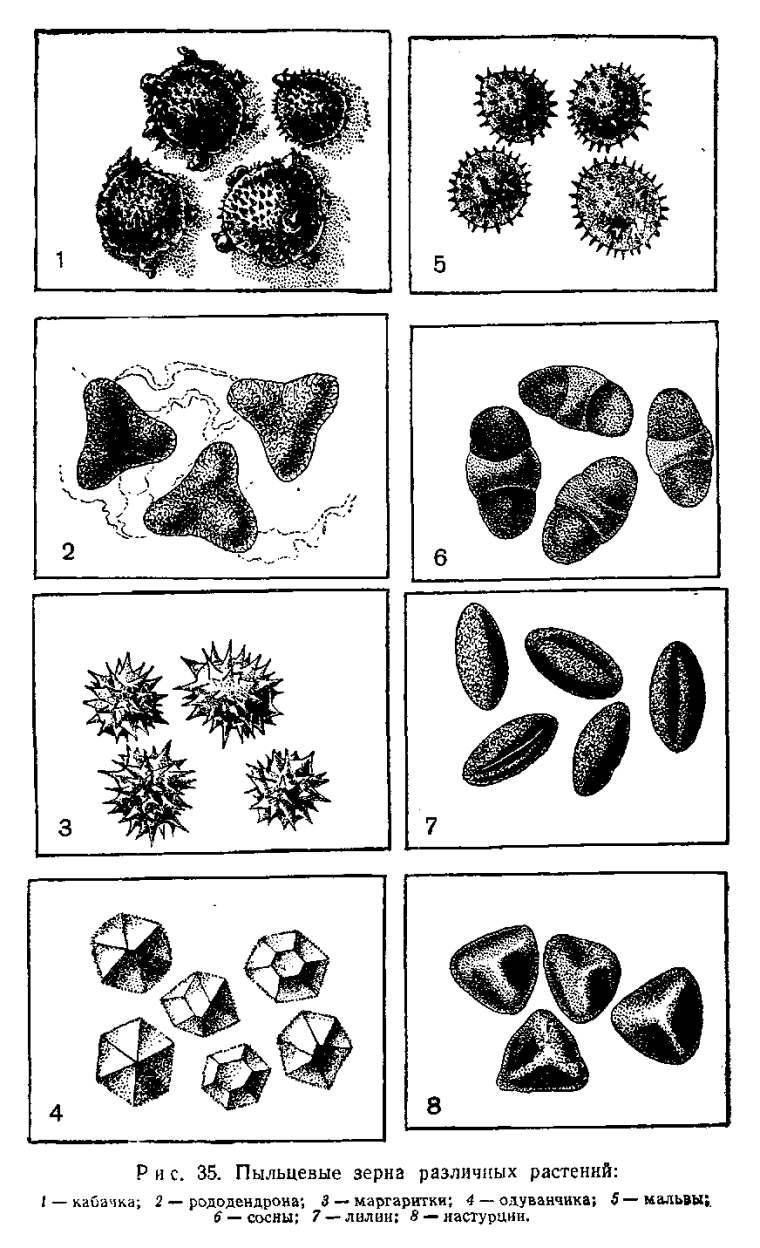 Пыльцевые зерна растений атлас