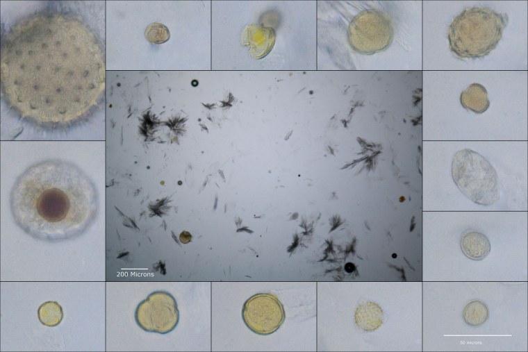 Пыльца в Кале под микроскопом