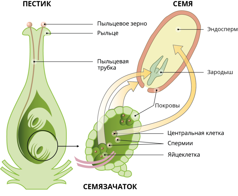 Двойное оплодотворение у цветковых растений