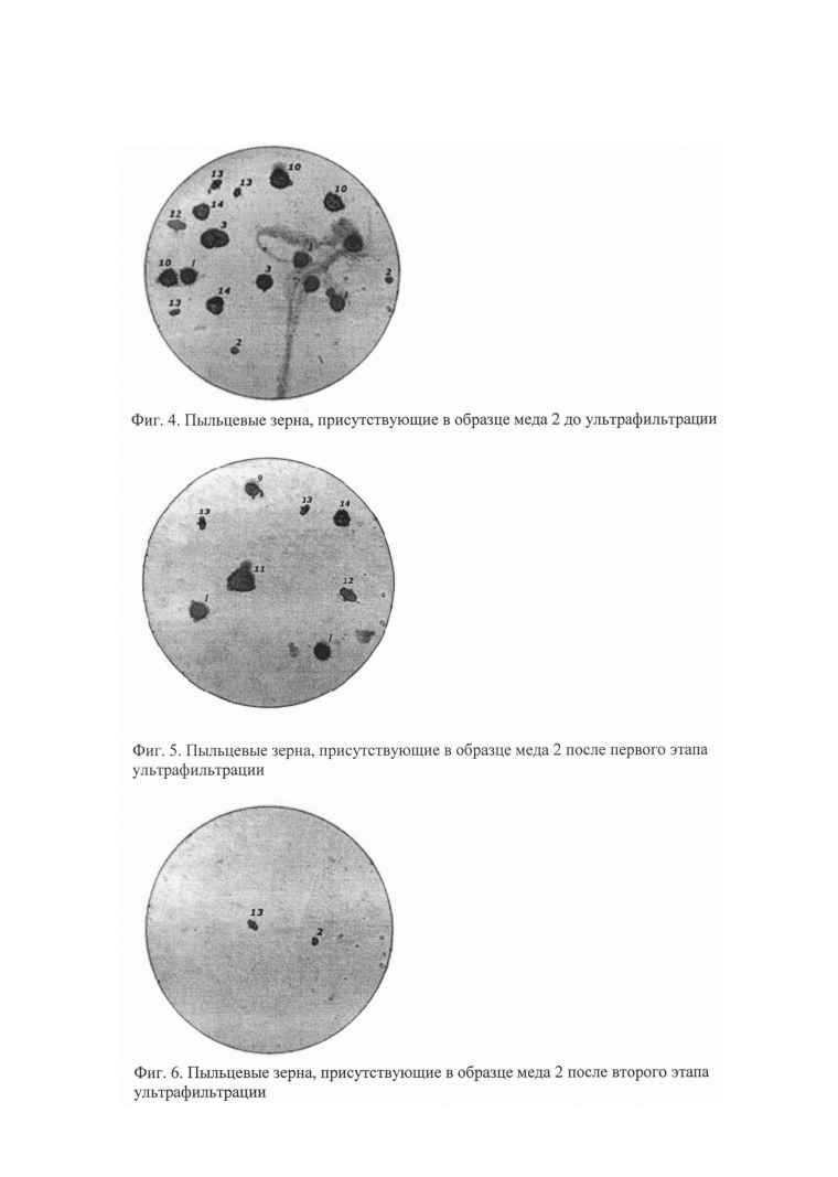 Пыльцевые зерна гречихи посевной фото