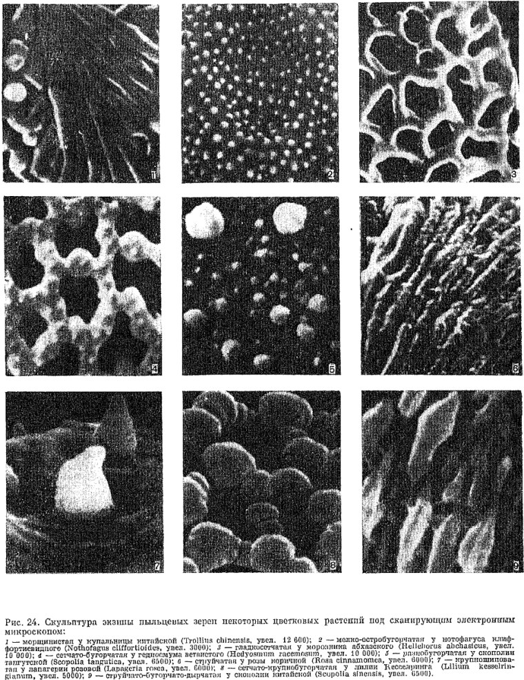 Формирование пыльцевых зерен под микроскопом