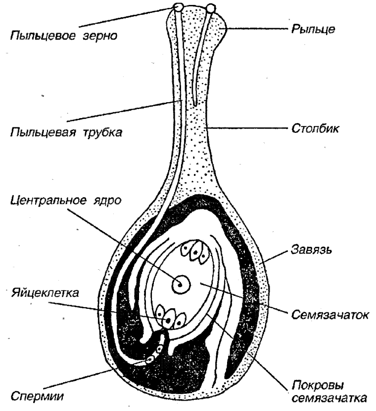 Строение пестика семязачаток