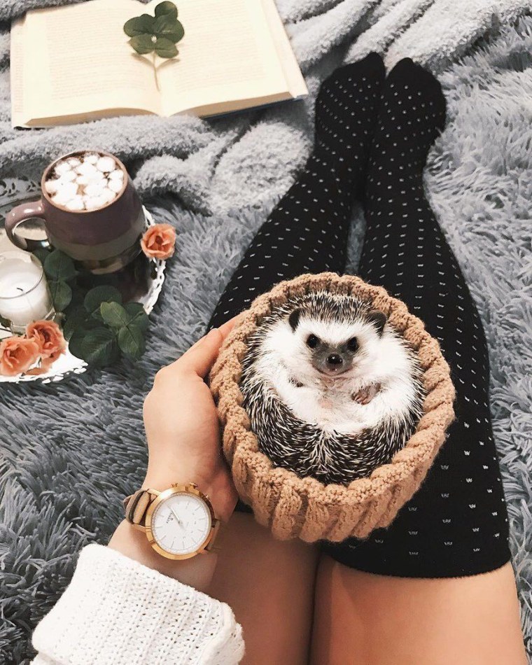 Девушка Ежик