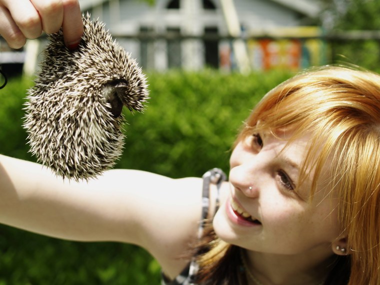 Фотосессия с ежом