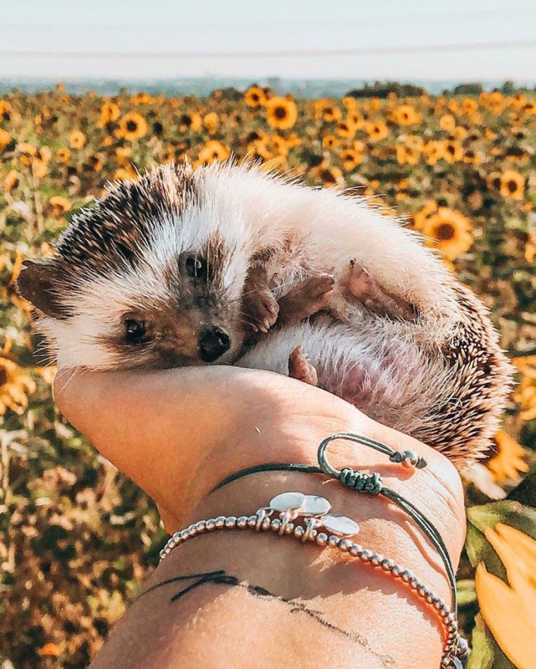 Фотосессия девушки с ежом