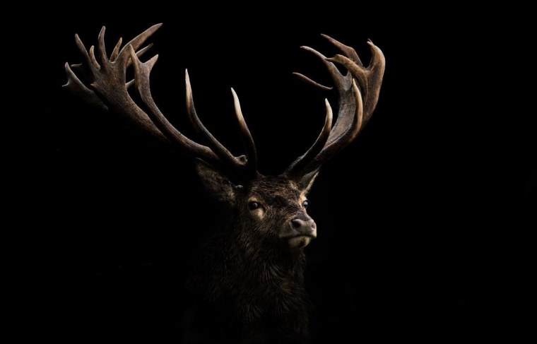 Олень на черном фоне