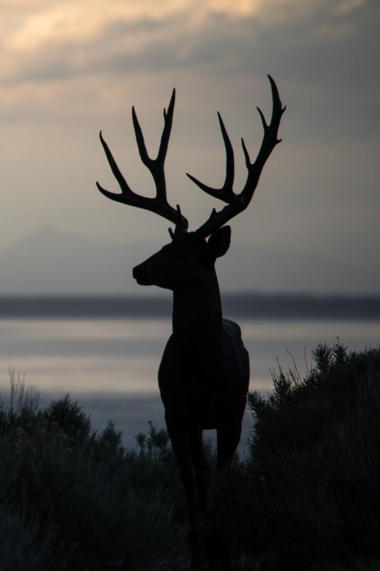 Олень ночью в лесу