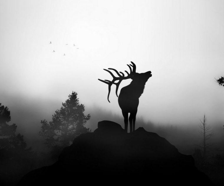 Лось Минимализм