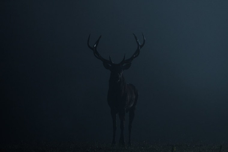 Олень Эстетика Ганнибал