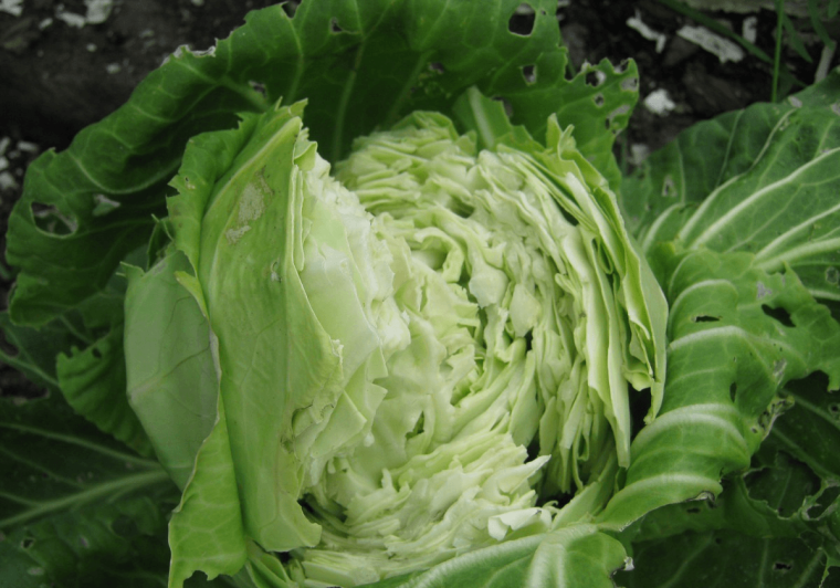Капуста кормовая веха