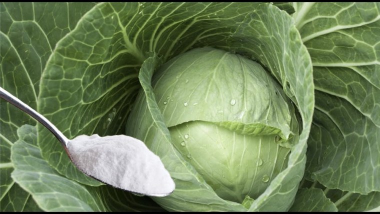 Качан капусты или кочан