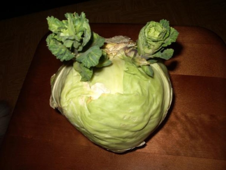 Пророщенная кочерыжка капусты