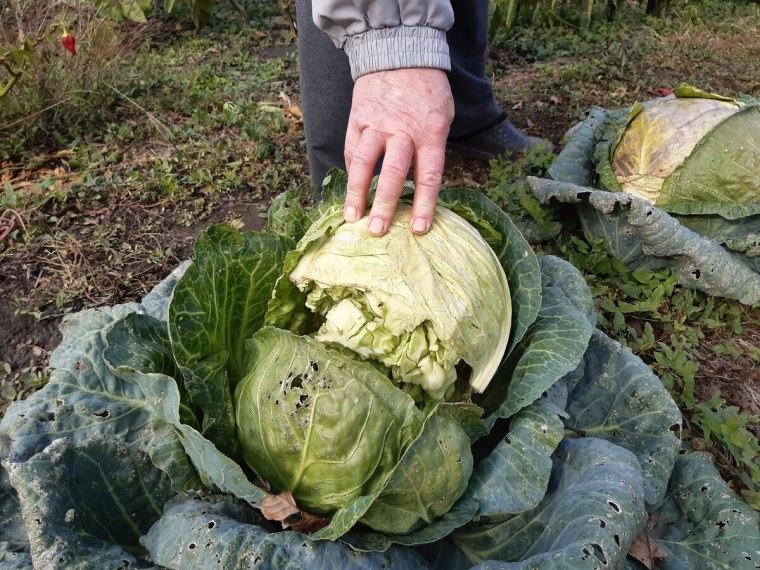 Кочан капусты на грядке
