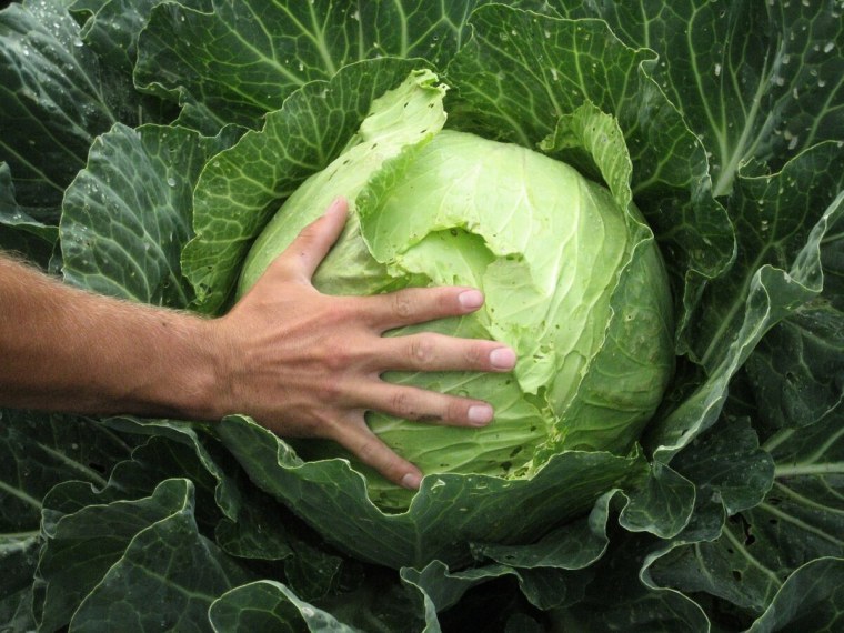 Огромная капуста