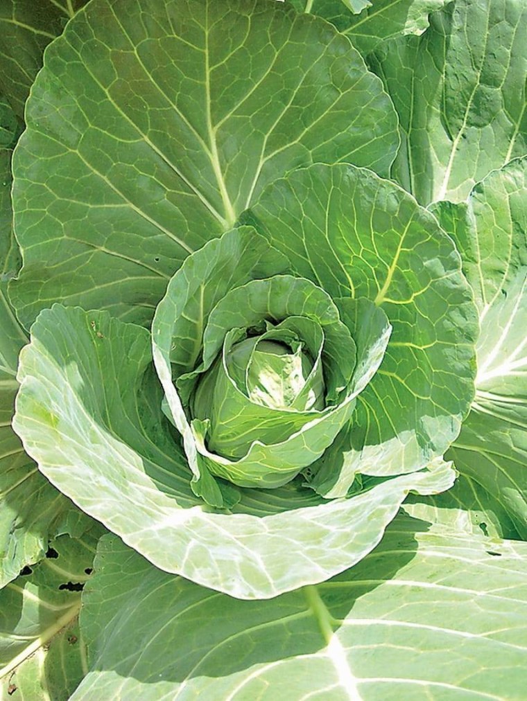 Посопская белокочанная капуста