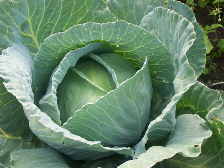 Капуста белокочанная Яхромский f1