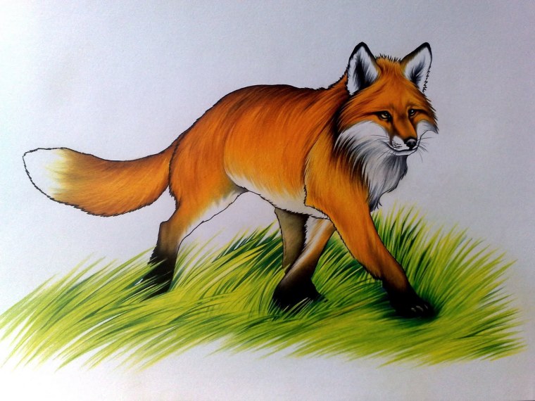 Лиса для детей