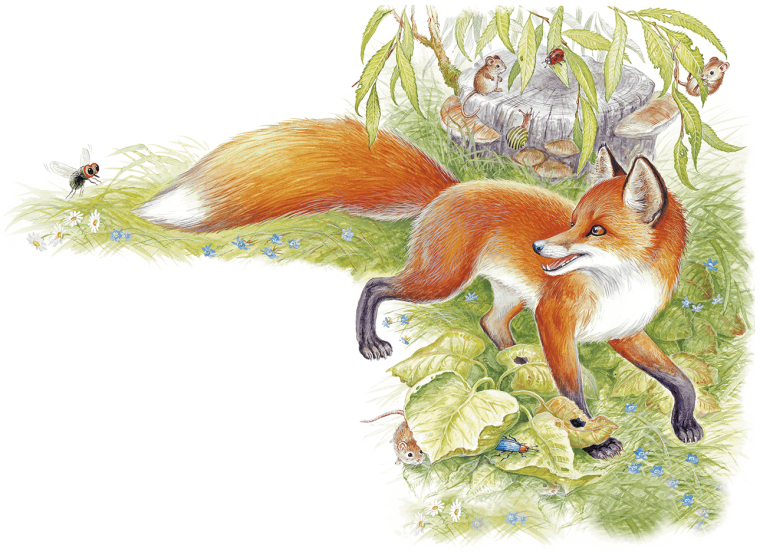 Н Сладков лиса плясунья