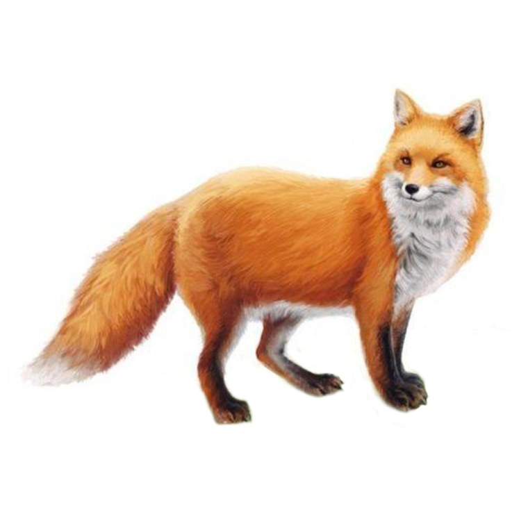 Лиса рисунок для детей