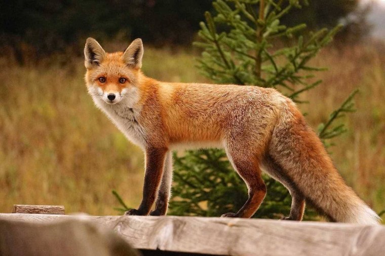 Лиса для детей