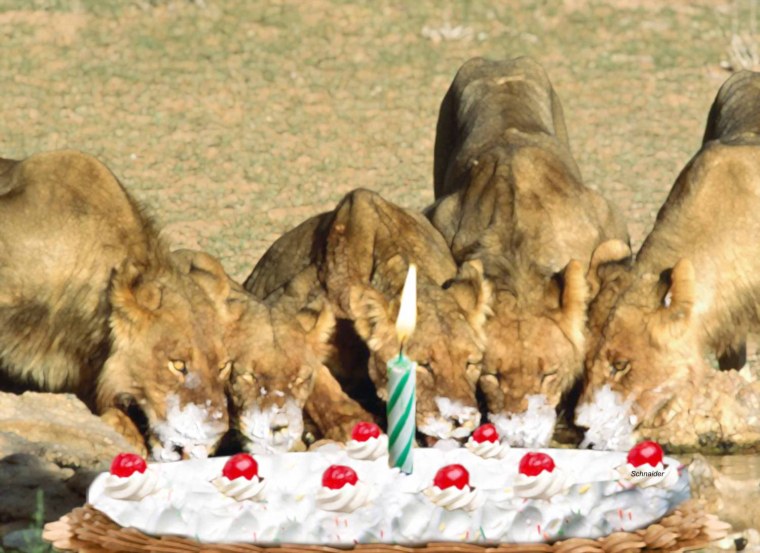 С днем рождения львица