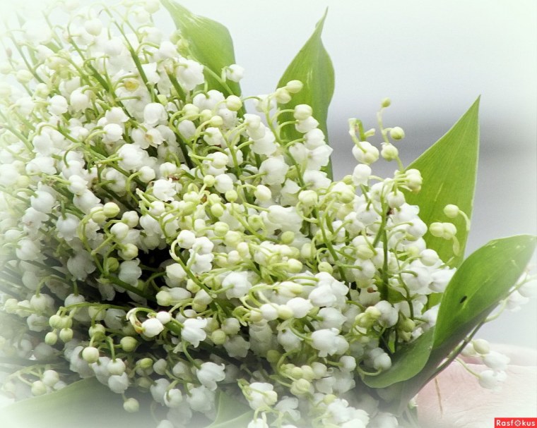 Ландыши Алиса