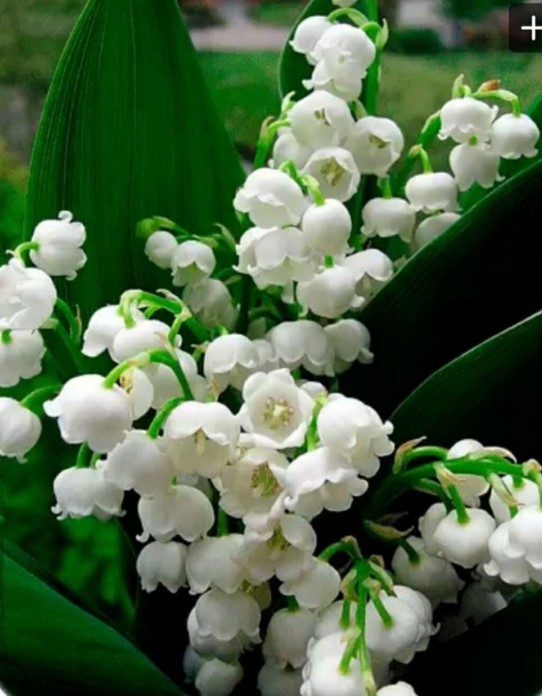 Красивые Ландыши