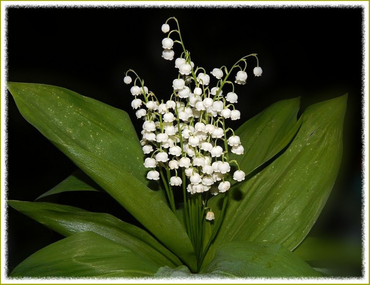 Ландыши тебе