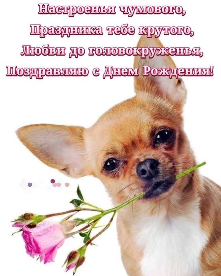 Чихуа с цветком