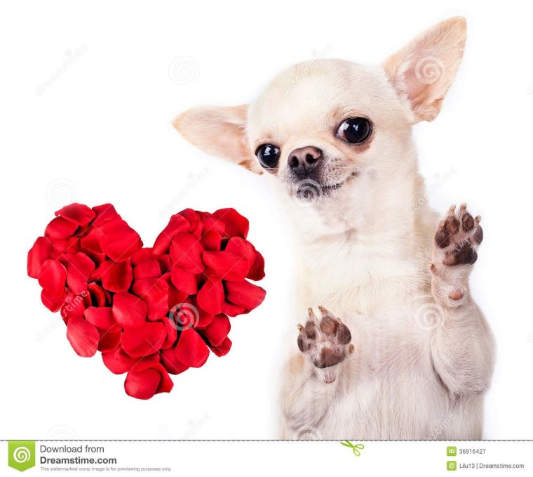 Поздравления с днём рождения с чихуахуа