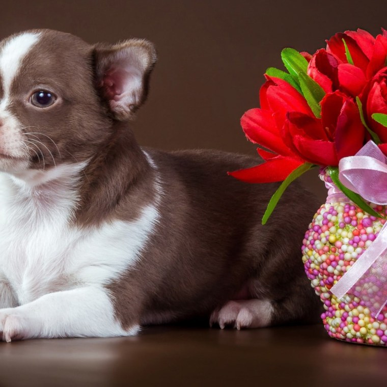 Маленькие собачки чихуахуа